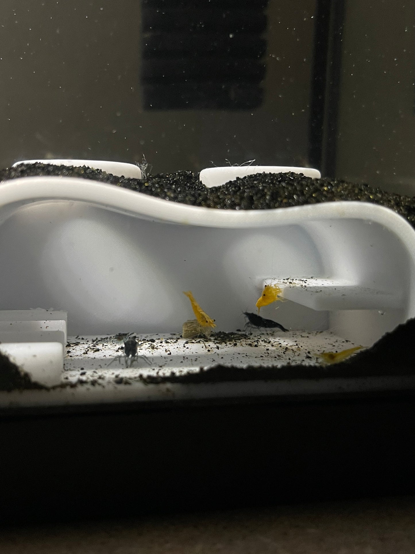 Shrimp Condo Aquarium Cave for Shrimp and Nano Fish β Modern Aquascape Decor β PETG Safe Shrimp Hide